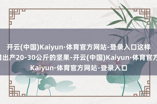 开云(中国)Kaiyun·体育官方网站-登录入口这样一棵树一年不错出产20-30公斤的坚果-开云(中国)Kaiyun·体育官方网站-登录入口